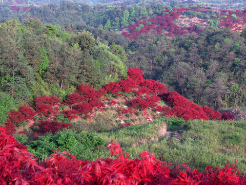 滿山紅葉
