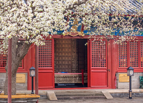 北京智化寺古梨花綻放