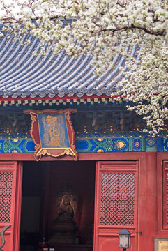 北京智化寺古梨花綻放