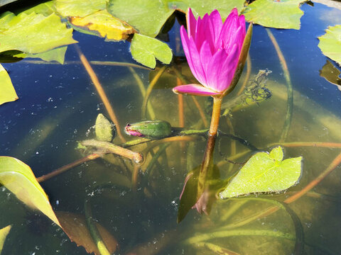 蓮花