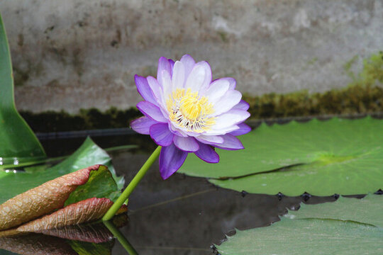蓮花