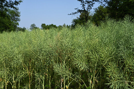 油菜籽