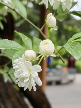 白色薔薇花