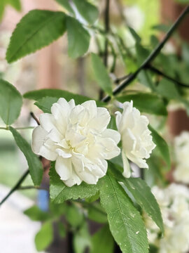 白薔薇