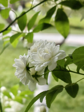 白薔薇