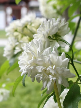 薔薇花
