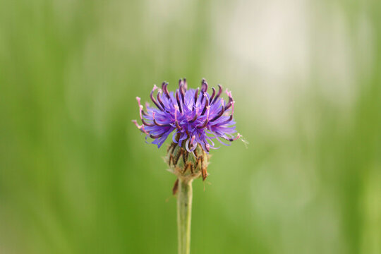 藍色菊花