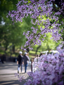 丁香花