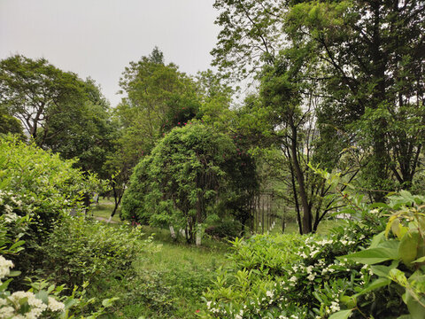 公園綠植
