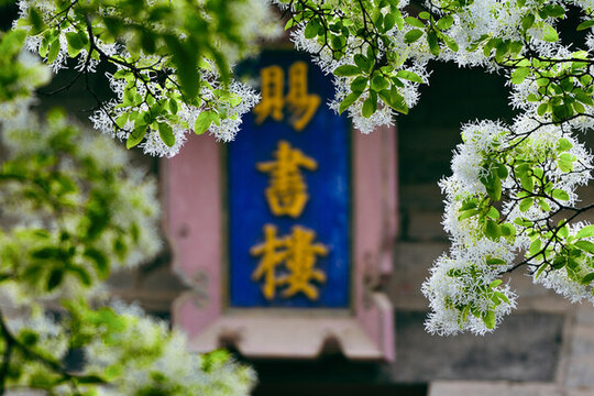 流蘇鄒城孟府