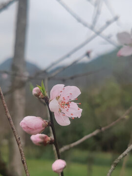 桃花