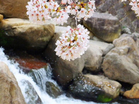 春天樱花高清唯美风景摄影图