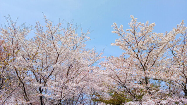 春天樱花高清唯美风景摄影图