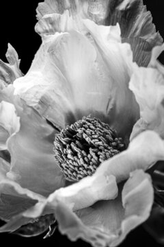 黑白藝術(shù)花卉攝影