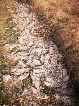 因干旱而死的魚
