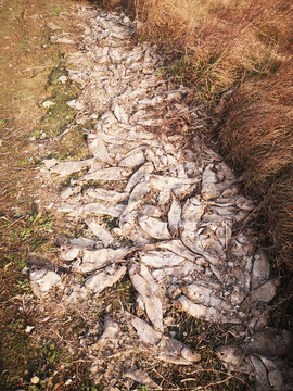 旱災(zāi)下的死魚