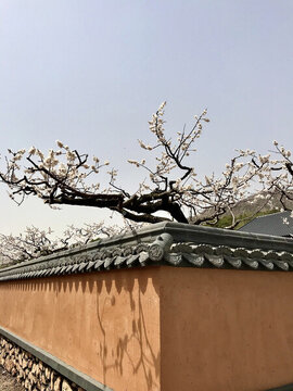 杏花出墻