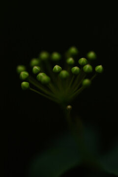毛枝繡線菊