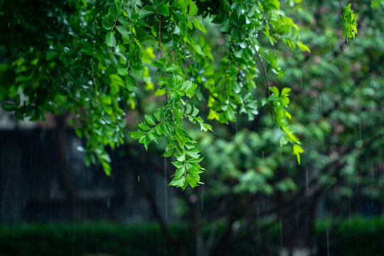 春雨下的古建筑
