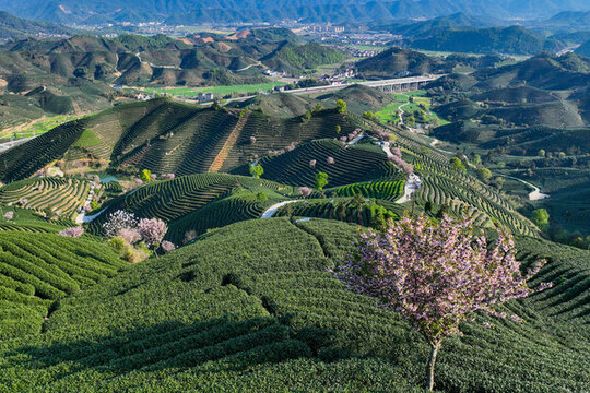 高山茶園