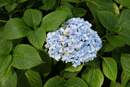 藍(lán)色繡球花