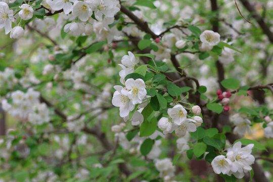陽春三月鮮花綻放海棠花盛開