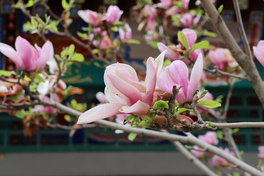 陽春三月鮮花綻放百花盛開