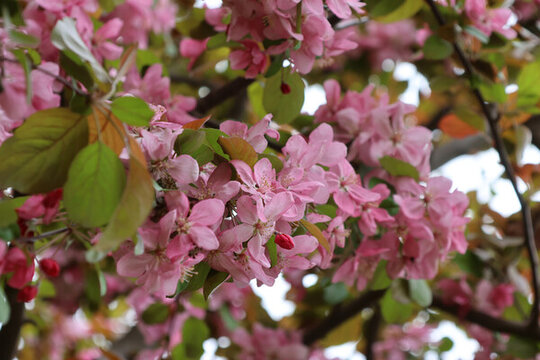 春天公園里盛開的海棠花
