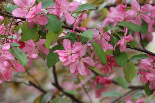 春天公園里盛開的海棠花