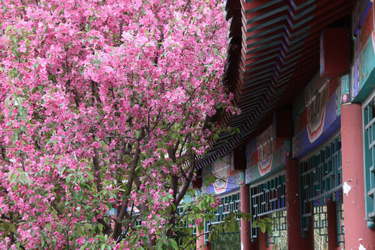 春天公園里盛開的海棠花