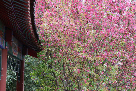 春天公園里盛開的海棠花