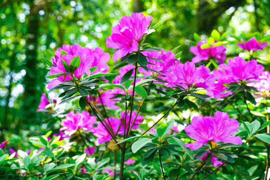 杜鵑花