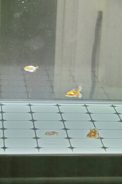 魚缸和魚