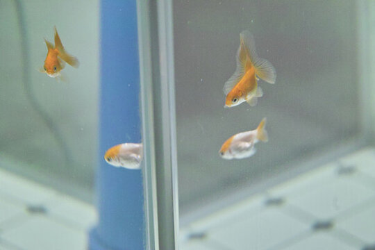 魚缸和魚