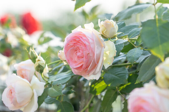 薔薇花