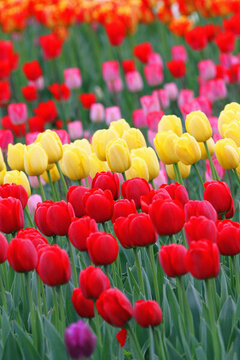 郁金香花海