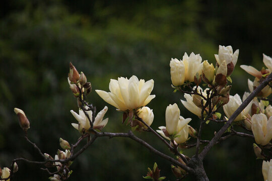 玉蘭花