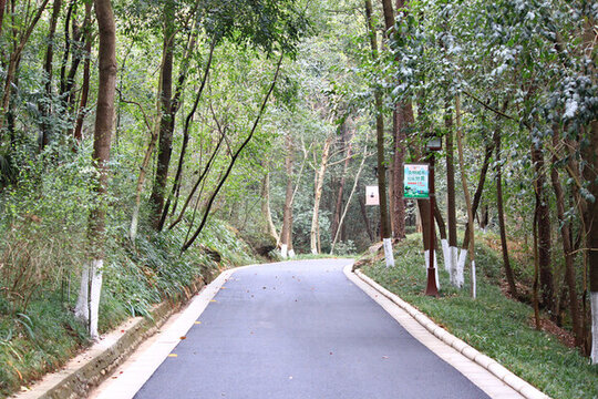 公園小路