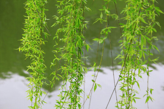 柳樹(shù)