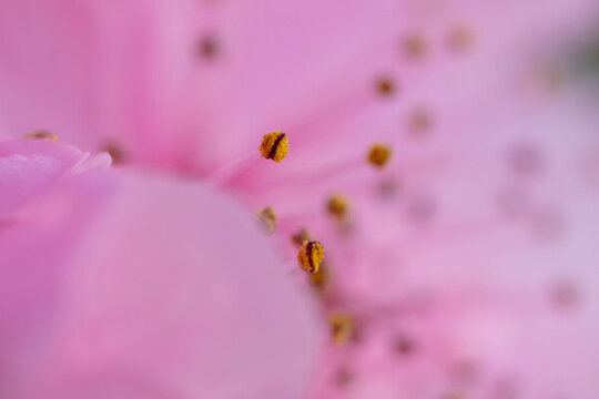 花蕊