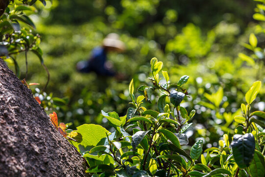 古茶葉