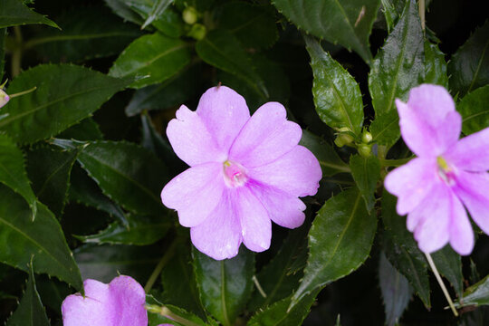 鳳仙花