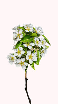 梨樹開花