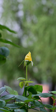 月季花苞