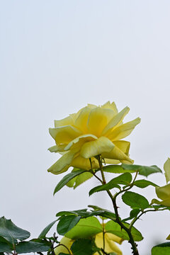 月季花