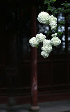 繡球