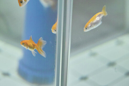 家庭養(yǎng)魚