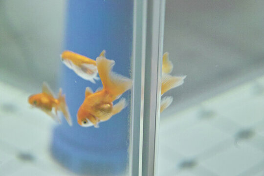 家庭養(yǎng)魚(yú)