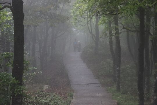 霧天林間小路
