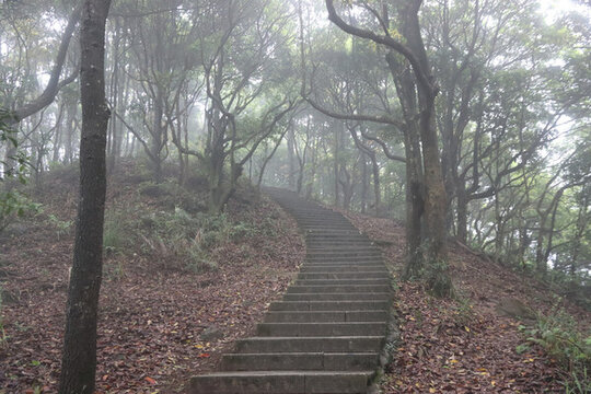 霧天林間小路